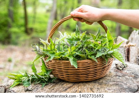 Fresh nettles. Basket with freshly harvested nettle plant. Spring season of harvesting herbs.