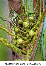 Fresh New Born Baby Covonuts On A Coconut Tree