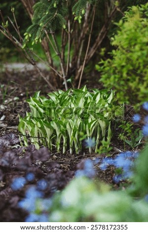 Similar – Image, Stock Photo Early spring garden view with group of blue muscari (grape hyacinth) blooming