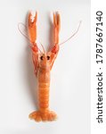 Fresh Norway lobster isolated from white background. top view