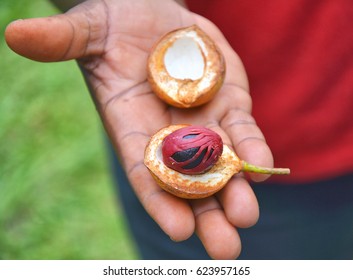 Fresh Nutmeg Fruit On Hand. Grenada Spice Garden