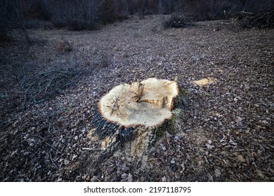 Fresh Oak Stump In Romania Deciduous Forests