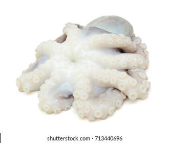 Fresh Octopus Isolated On White Background