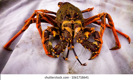 Fresh Off The Boat , A Very Large Crayfish Ready To Cook And Eat With Lashings Of Butter.