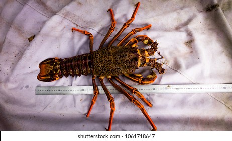 Fresh Off The Boat , A Very Large Crayfish Ready To Cook And Eat With Lashings Of Butter.