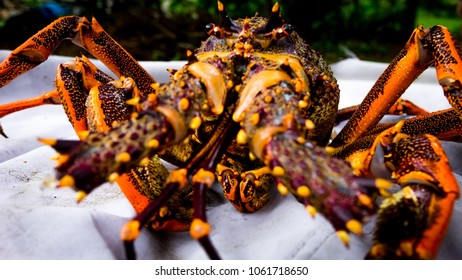 Fresh Off The Boat , A Very Large Crayfish Ready To Cook And Eat With Lashings Of Butter.