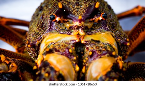 Fresh Off The Boat , A Very Large Crayfish Ready To Cook And Eat With Lashings Of Butter.