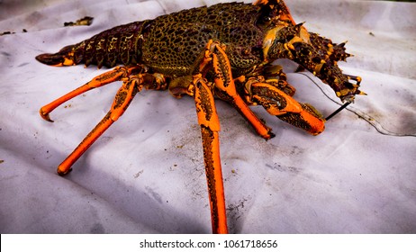 Fresh Off The Boat , A Very Large Crayfish Ready To Cook And Eat With Lashings Of Butter.