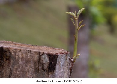 fresh offshoot of a tree with blur background - Shutterstock ID 1918460147