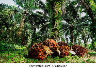 Fresh oil palm fruits on the ground. In the oil palm plantation. Ready ship to palm oil Industry.                   