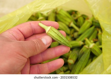 Fresh Okra For Cooking, Okra Plant In A Bag, Okra Grains,