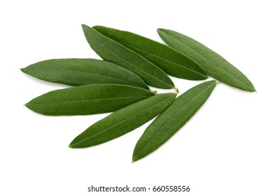 Fresh olive leaves isolated on white background. - Shutterstock ID 660558556