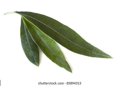 Fresh Olive Leaves, Isolated On White Background.