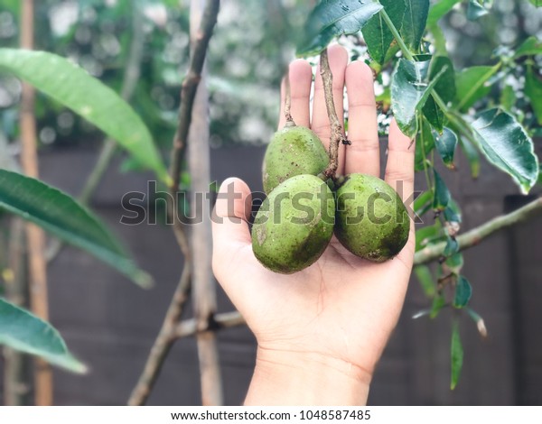 Fresh Olive On Hand Garden Thailand Stock Photo Edit Now 1048587485
