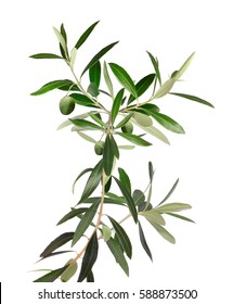 Fresh Olive Tree Branch Isolated On White