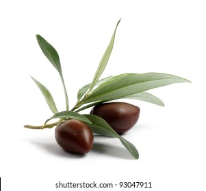 Fresh olive tree branch with olives isolated on white background