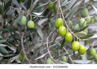 Fresh olive tree in garden - Shutterstock ID 1513368458