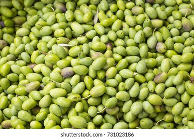 Fresh Olives - Olea Europaea