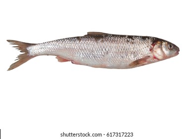 Fresh Omul Fish Isolated On White Stock Photo 617317223 