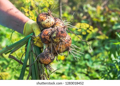 Fresh onion from the soil. Farmer picking vegetables, organic produce harvested from the garden, organic farming concept.