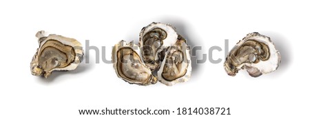 Fresh opened oyster half isolated on white background. Raw french oysters mollusc, shellfish or mussels collection top view