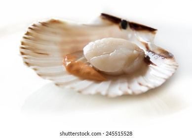 5,051 Opened Scallop Images, Stock Photos & Vectors | Shutterstock