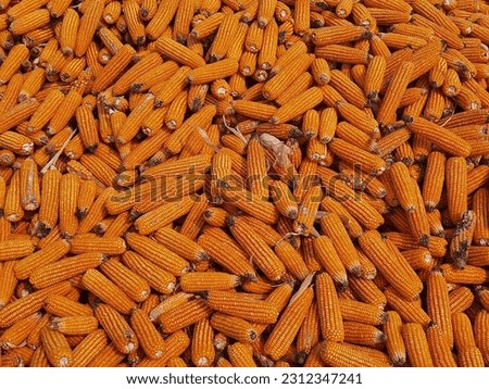Fresh orange color corn harvest from the field. Corn, also known as maize, is a versatile and staple crop that has been cultivated for thousands of years. Ripe yellow corns background 
