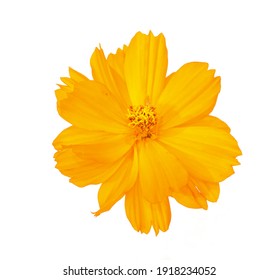 fresh orange cosmos flower blooming top view center. Isolated on white background. 