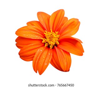 2,776,590 Orange flowers Images, Stock Photos & Vectors | Shutterstock