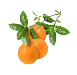 Fruit D'orange Frais Suspendu Sur Une Branche D'arbre Aux Feuilles Vertes Isolées Sur Fond Blanc.