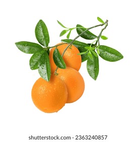 Fresh orange fruit hang on tree branch with green leaves isolated on white background.