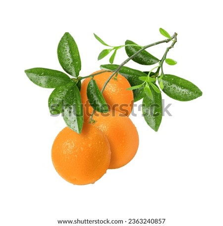 Fresh orange fruit hang on tree branch with green leaves isolated on white background.