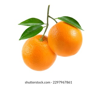 Fresh orange fruits with branch and leaves isolate on white background. Clipping path. - Powered by Shutterstock