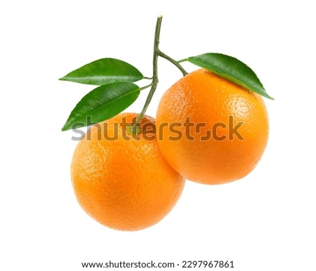 Fresh orange fruits with branch and leaves isolate on white background. Clipping path.