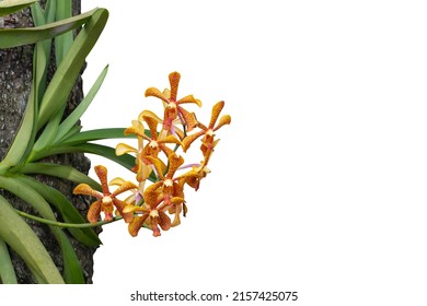 Fresh Orange Mokara Orchid Flower Bloom On Commensalism  Big Tree In The Garden Isolated On White Background Included Clipping Path.