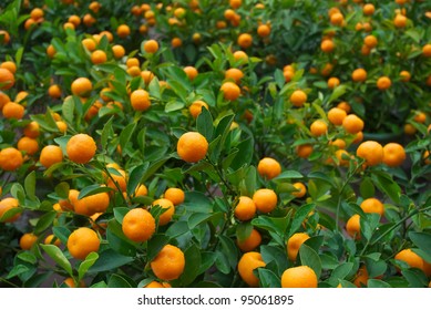 fresh orange on plant