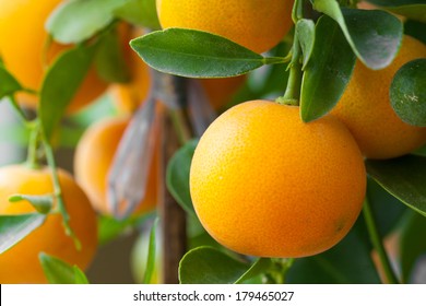 Fresh orange on orange tree.