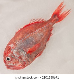 Fresh Orange Roughy Fish Isolated Over On Broken Ice White Background.