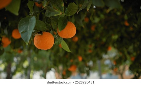 Fresh oranges hanging on tree with lush foliage in a sunlit grove in murcia, spain. - Powered by Shutterstock