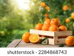 Fresh oranges in wooden crate with orange plantation background.