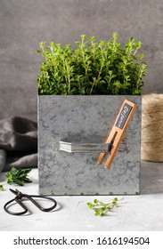 Fresh Oregano Herb In A Metal Pot With A Wooden Plant Label. Healthy Cooking Concept. Selective Focus. 