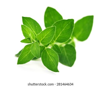 Fresh Oregano Leaves Isolated