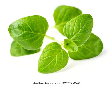 Fresh Oregano Leaves Isolated On White