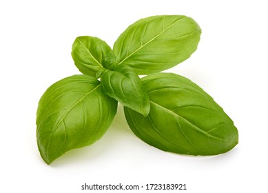 Fresh organic basil leaves, isolated on white background. - Shutterstock ID 1723183921