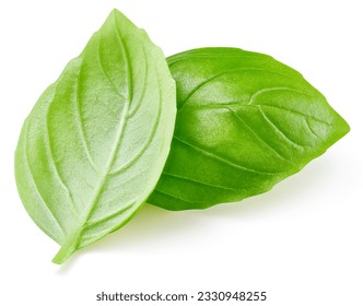 Fresh organic basil leaves, isolated on white background. Basil leaves with clipping path - Shutterstock ID 2330948255