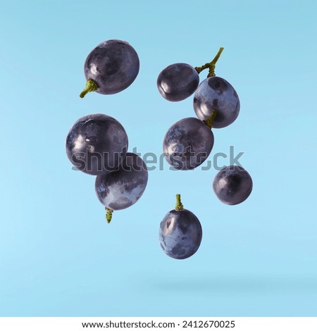 Fresh organic Blue Grape berries falling in the air isolated on turquoise background. food levitation or zero gravity conception.
