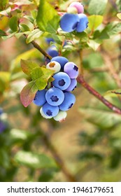 Fresh Organic Blueberries On The Bush. Vivid Colors. Organic Garden. Garden Blueberries Delicious, Healthy Berry Fruit. Vaccinium Corymbosum, HighBush Blueberry. Blue Ripe Berries On A Healthy Green