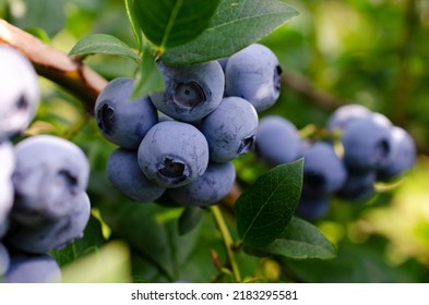Fresh organic blueberries on a bush. Blueberry garden tasty, useful berry. Vaccinium corymbosum, tall blueberry. Ripe blueberries on a bush. Blueberry harvest in the garden. - Powered by Shutterstock