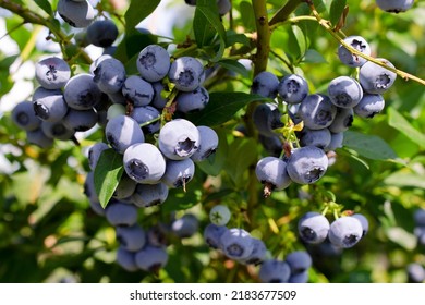 Fresh organic blueberries on a bush. Blueberry garden tasty, useful berry. Vaccinium corymbosum, tall blueberry. Ripe blueberries on a bush. Blueberry harvest in the garden. - Powered by Shutterstock