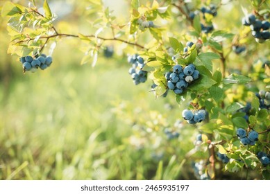 Fresh organic blueberrys on the bush. Copy space for text. - Powered by Shutterstock